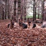 3 dogs relaxing in the leaves in Barrie